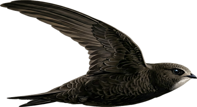 Стриж в полёте